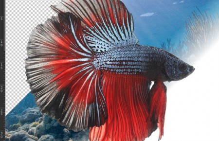 ไดคัทเปลี่ยนพื้นหลังปลากัด